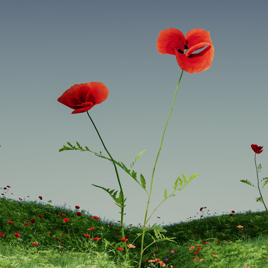 Mohn Detail